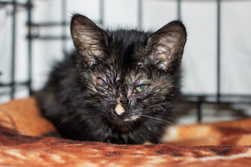 A black cat is comfortably laying on a soft blanket, gazing at the camera