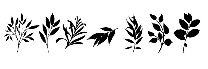 Branches of plants with different foliage. Black silhouettes of different foliage on branches. Decorative plants, shadows