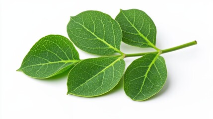 Obraz premium Fresh and vibrant bunch of moringa leaves displayed against a clean white background for culinary and nutritional use