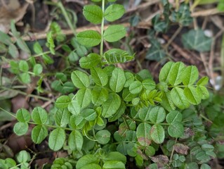 Leaves of Bush Vetch (Vicia sepium)