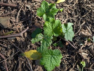 Leaves of Fringe-cups (Tellima grandiflora)