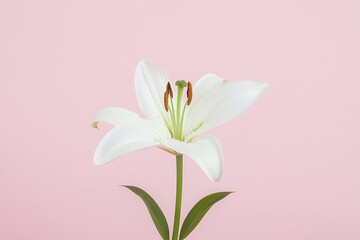 Fototapeta premium gentle focus on single fresh white lily flower on plain pastel background symbolizing purity and love offering copy