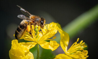 bee on yellow flower