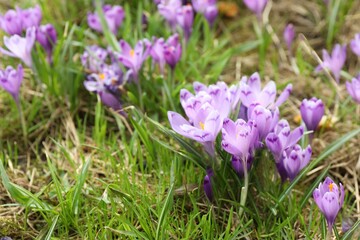 Spring field with crocus flowers