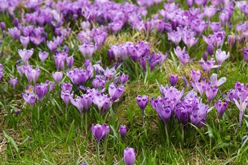 Spring field with crocus flowers