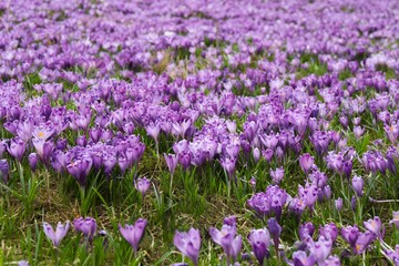 Spring field with crocus flowers