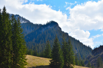 Fototapeta premium majestic mountins,high peaks, fabulous green forests atthe foot of the mountain peaks, wild nature
