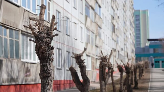 Pruned trees lining walkway near residential buildings, soft light casting shadows during gentle motion capturing urban landscape scenery