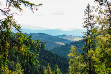 Lush green forest view with mountain backdrop under a clear sky during daytime