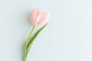 Naklejka premium single pink tulip with dewdrop on white background symbolizes love for mother day