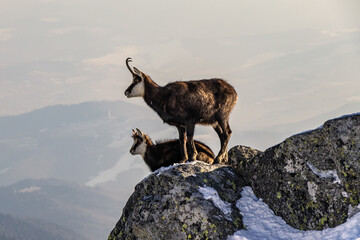Chamois resting on rocky slopes of slovak tatras