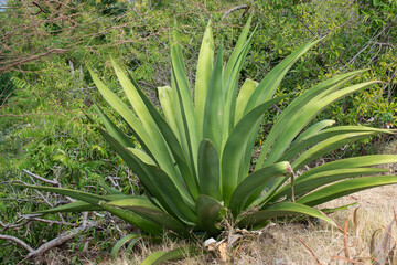 Obraz premium Green Agave Plant on Tropical Island of Guadeloupe