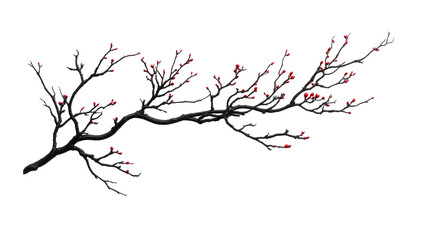 Branch with red buds, dormant tree with buds, winter bare branch, cut out transparent