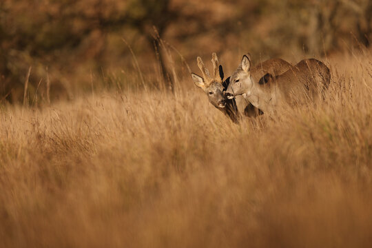 Roe deer pair in golden field at sunset