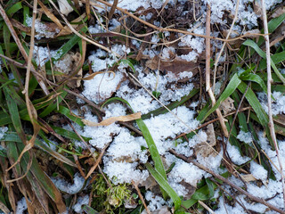 Fresh Snow Covering Green Grass and Brown Leaves in Winter Forest Close-up