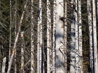 Obraz premium Sunlit Birch Forest Close-Up Showing Detailed White Bark Patterns and Forest Depth