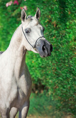 Fototapeta premium portrait of purebred egyption arabian white mare at green bush background