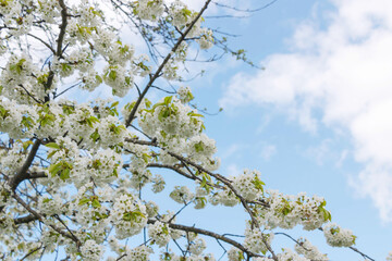 Cherry tree blooms with white flowers in early spring in the garden