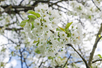 Cherry tree blooms with white flowers in early spring in the garden