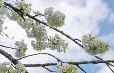 Cherry tree blooms with white flowers in early spring in the garden