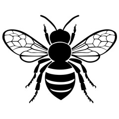 Obraz premium Flying Bee Design, Bee Clipart Design, Anthophila isolated, ‎Honey Bee Illustration, Cute Bee Graphics, isolated on white background 