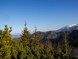 Sunlit Coniferous Forest Edge with Distant Snow-Covered Mountain Peaks Under Clear Blue Sky
