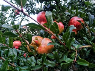 Pomegranate fruit on a tree 