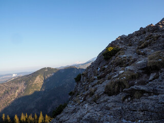 Dramatic Mountain Cliff Face with Golden Pine Trees Against Blue Sky and Distant Snow-Capped Peaks