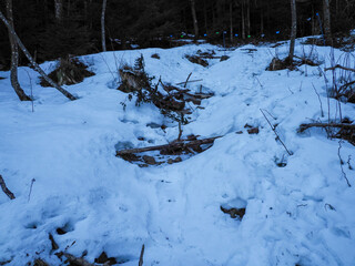 Winter Forest Path Covered in Snow with Fallen Branches Creating Natural Obstacles on Mountain Hiking Trail
