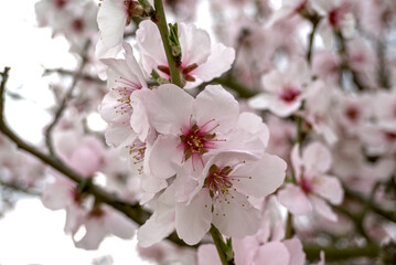 A close-up shot of almond blossoms on a branch, featuring delicate white and pink petals with red centers. The background is softly blurred, highlighting the flowers.