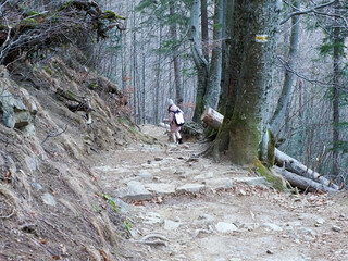 Winding Forest Trail with Large Tree Root System Exposed on Steep Embankment in Misty Woodland