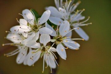 Fleurs sur une branche au printemps 