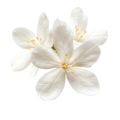 Delicate white jasmine flower isolated on transparent background