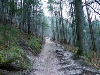 Rugged Mountain Trail with Exposed Tree Roots and Stone Steps Winding Through Dense Pine Forest