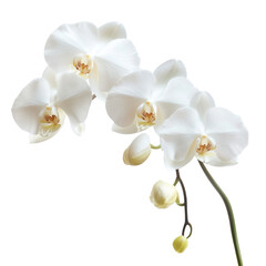 Close up of a creamy white orchid flower isolated on transparent background