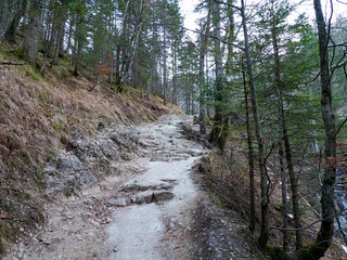 Winding Hiking Trail Through Serene Forest with Gentle Slope and Natural Stone Steps