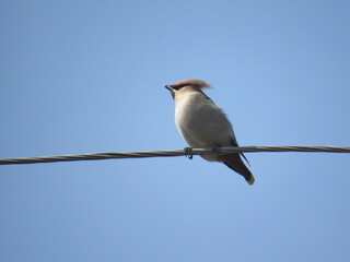 bird on a branch