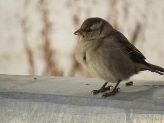 sparrow on a fence