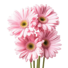 A bunch of delicate pink gerbera daisies isolated on transparent background