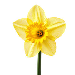 Fototapeta premium bright yellow daffodil isolated on transparent background 