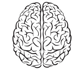 Human Brain Illustration Comparison Detailed vs Simplified Designs cliparts.