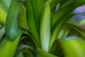 Natural background with green leaves and leaf pattern.Green nature background