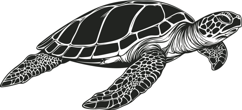 Sea turtle illustration with detailed shell