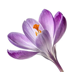 Purple crocus flower in full bloom with delicate petals isolated on white background, showcasing the beauty of spring