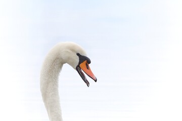 Mute Swan in the detail