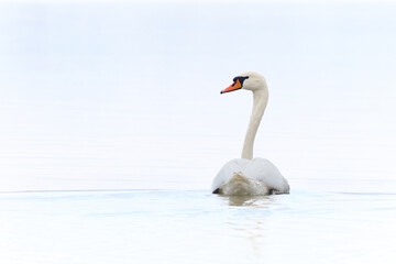 Mute Swan in the detail