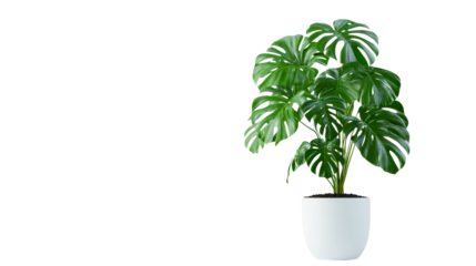 Monstera plant in white pot on black background, cut out transparent