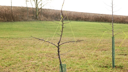 Formation of the crown of a fruit tree sapling. Young branches are bending to the sides with a rope...