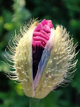 Papaver somniferum. La adormidera. Amapola real. Capullo de flor. 