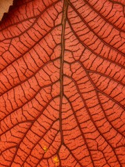 Obraz premium Vibrant Autumn Leaf Veins: Intricate patterns and textures of an autumnal leaf, showcasing the delicate network of veins against a backdrop of warm, rich hues.